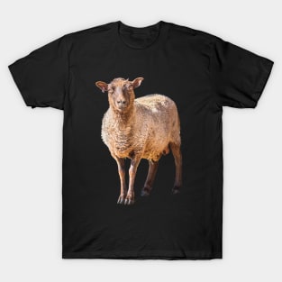 Woolly Sheep at the Farm Sticker T-Shirt